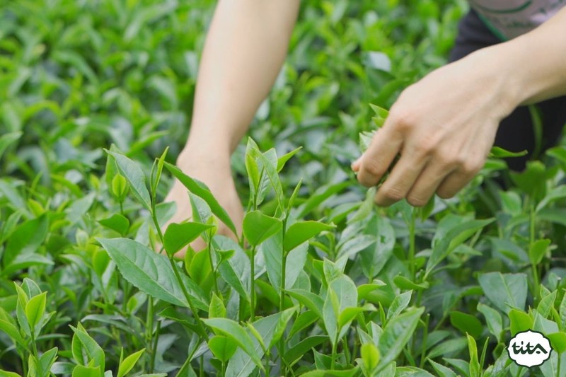 Văn hóa uống trà xanh rất phổ biến tại Việt Nam (Ảnh: Sưu Tầm)