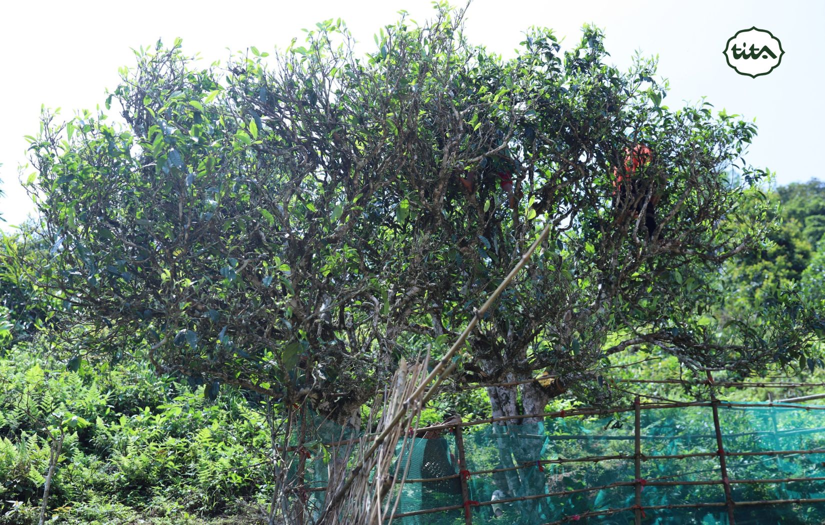 Trà Shan Tuyết