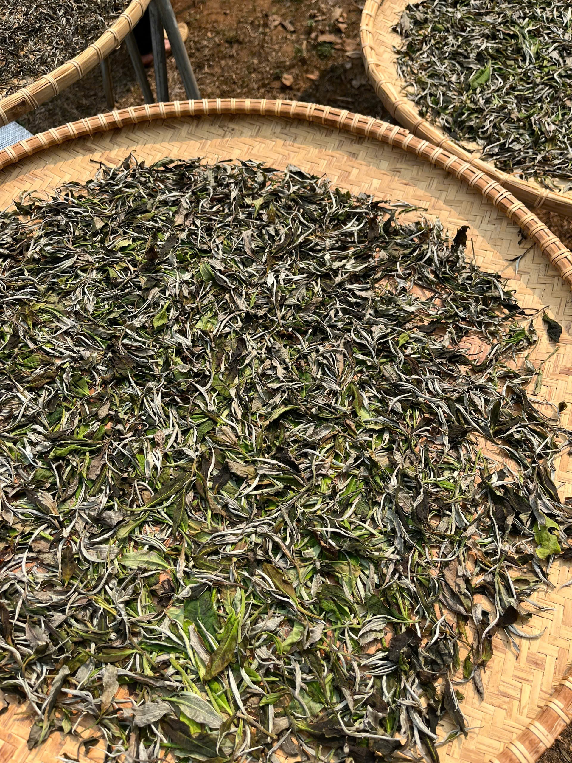 trà Thần Nông Bạch cổ thụ đang phơi nắng